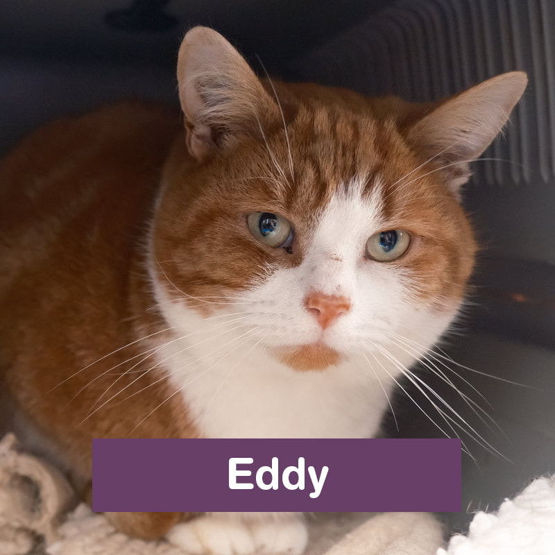 Hi, my name is Eddy.